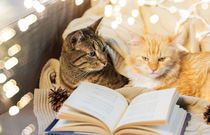 „Pan kotek był chory...” – książki o kotach dla dzieci