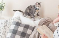 Kocie ścieżki, czyli 5 książek z motywem kota